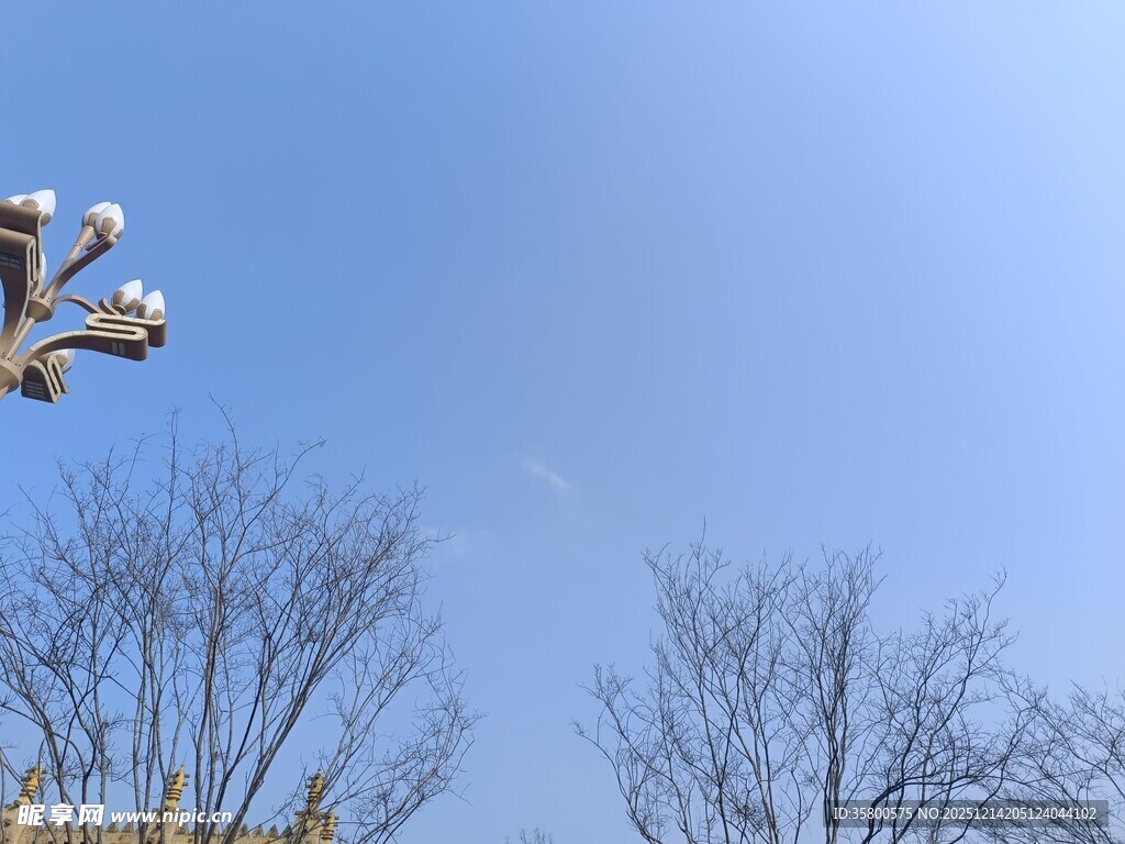 蓝天树枝旁的监控摄像头