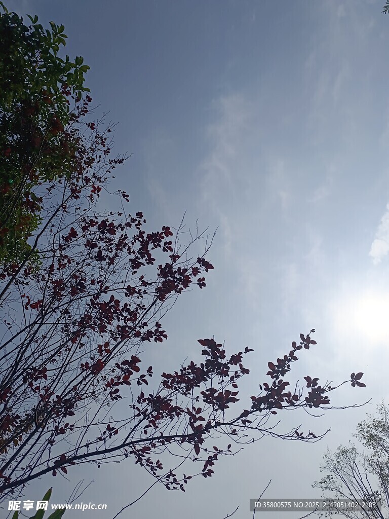 阳光下绽放的繁花枝头