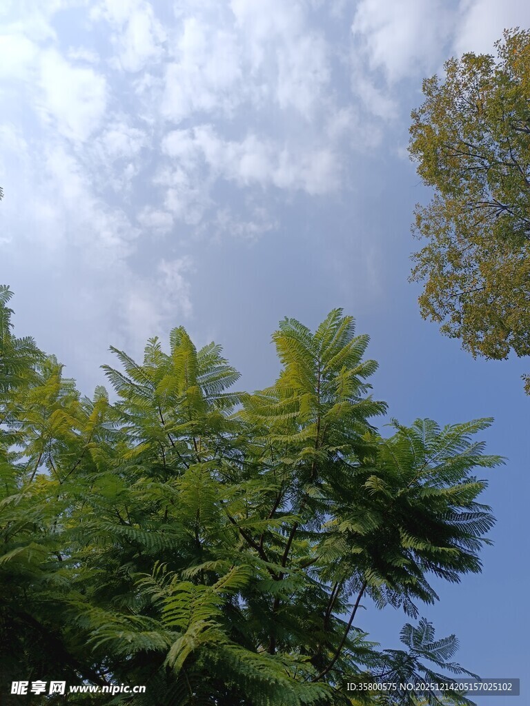 蓝天绿树间的清新景致