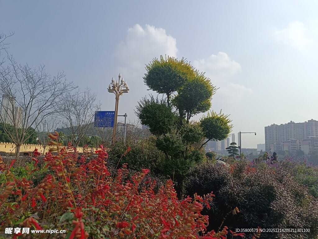 城市中艳丽花卉与绿植景观