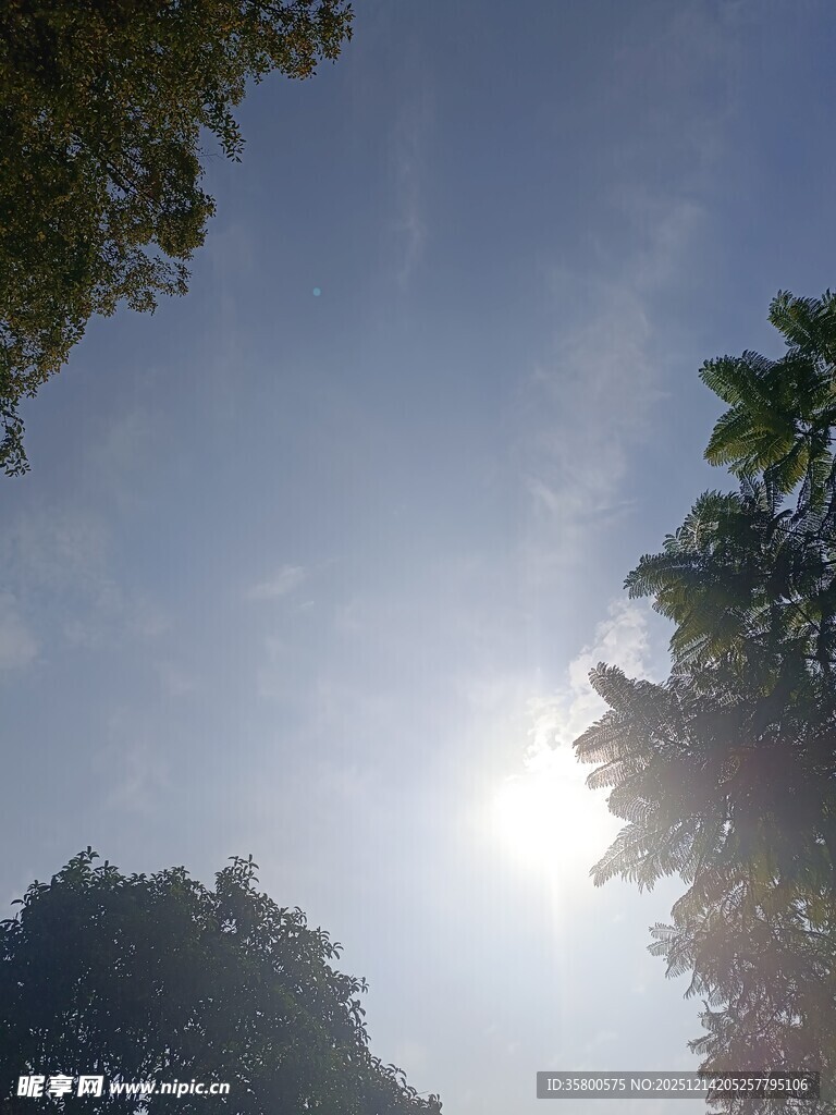 透过枝叶看明媚阳光