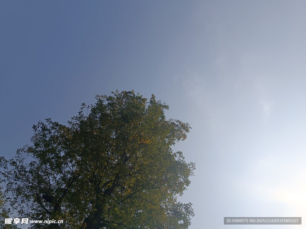 阳光下的绿树与蓝天