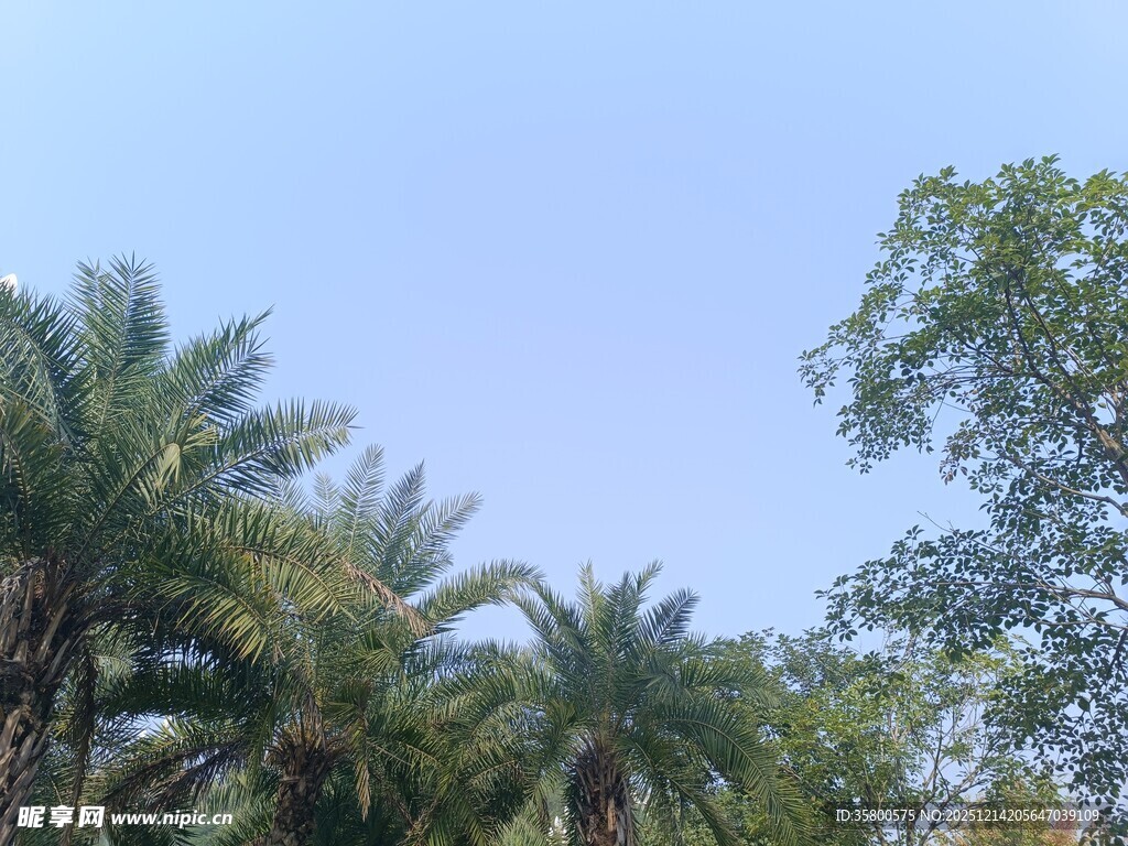 蓝天映衬下的繁茂棕榈树