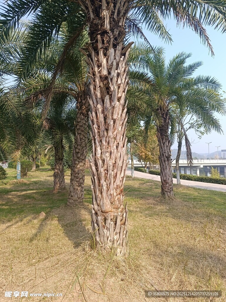 户外成排棕榈树风景
