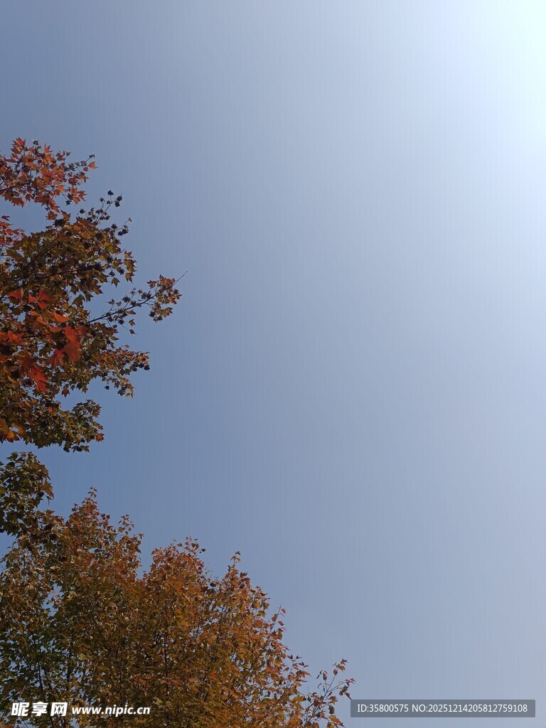 秋日树梢映蓝天