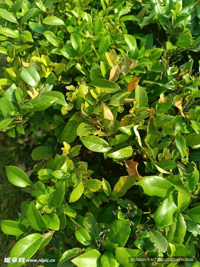 翠绿繁茂的绿植景观