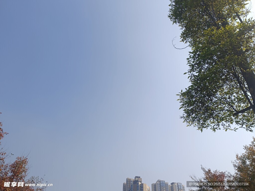 城市树梢上的晴朗天空