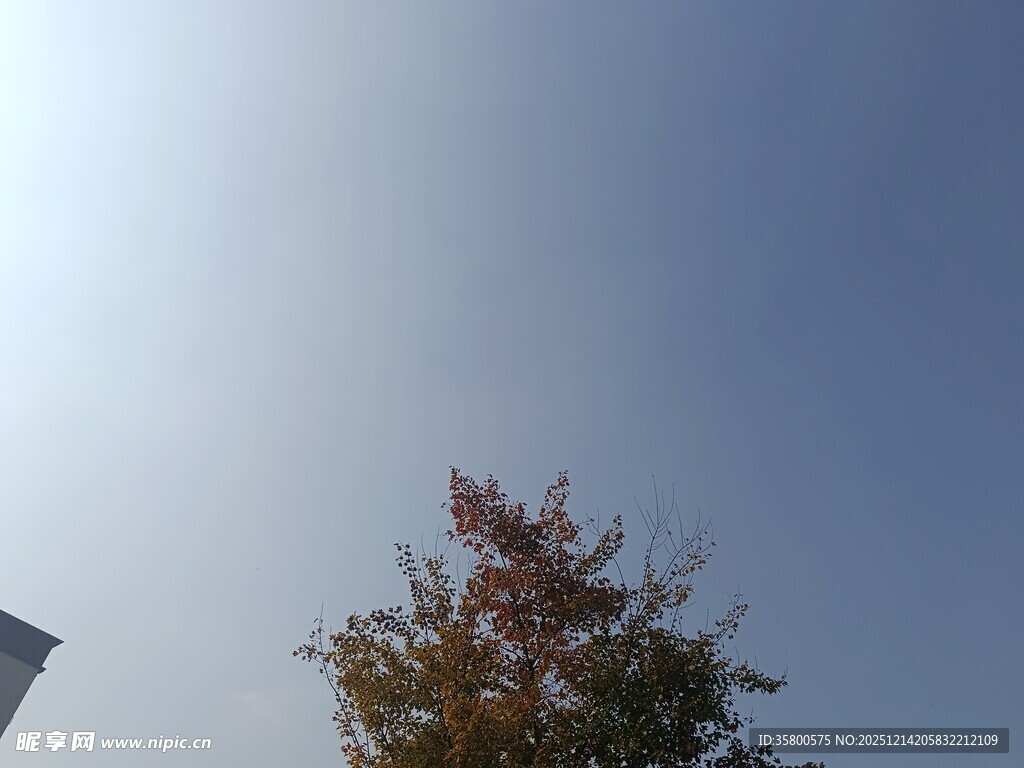 蓝天映衬下的多彩树木