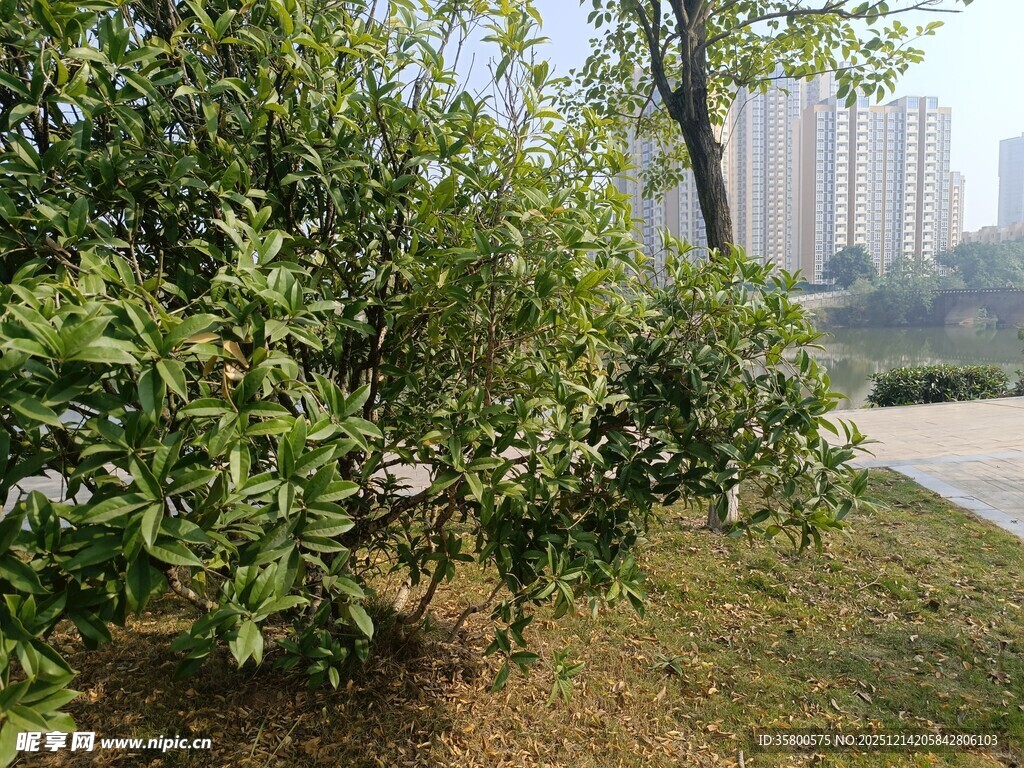 城市公园中的绿植景观