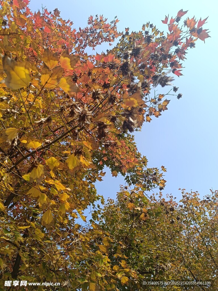 秋日斑斓树梢