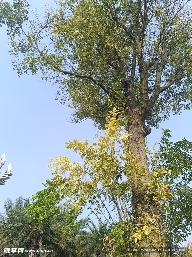 高大树木与繁茂枝叶