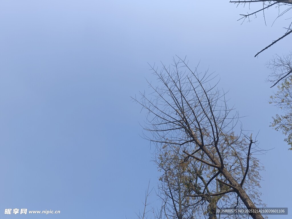 蓝天枯树景象