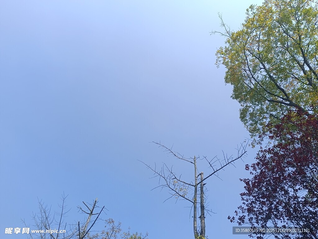 秋日树梢与蓝天景致