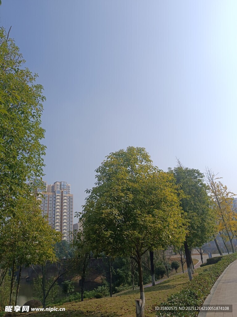 城市林荫步道风景