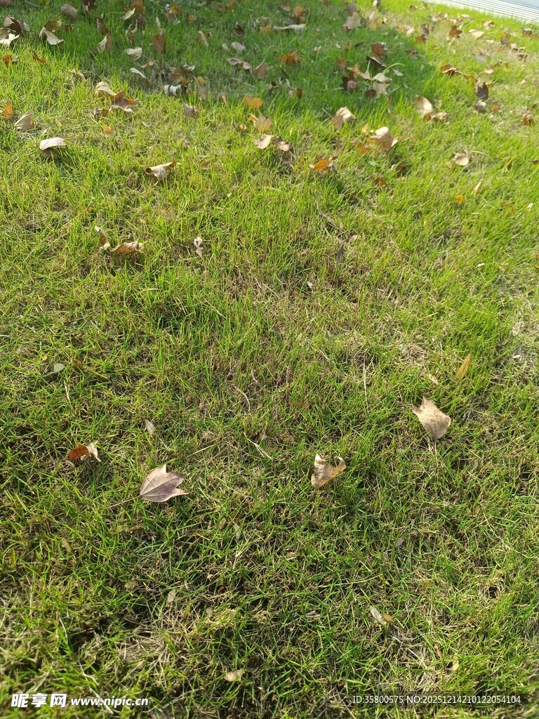 草地上散落的枯叶