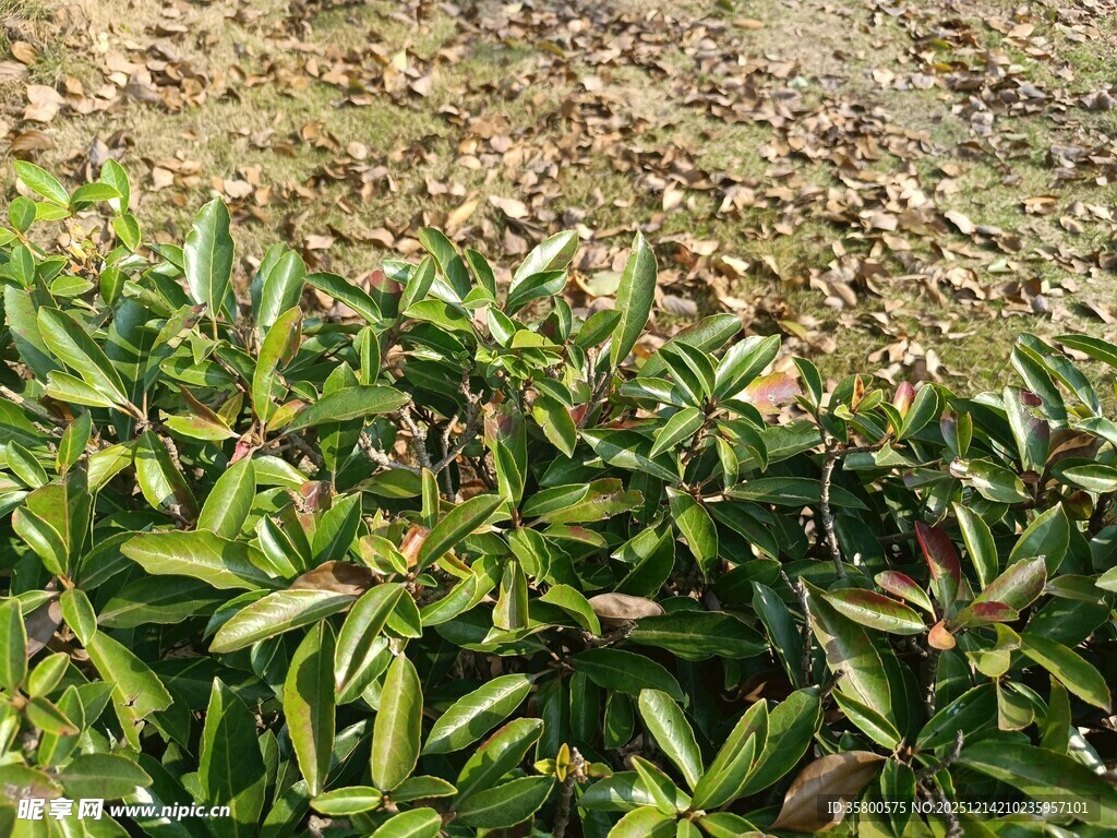 绿叶繁茂的植物景观