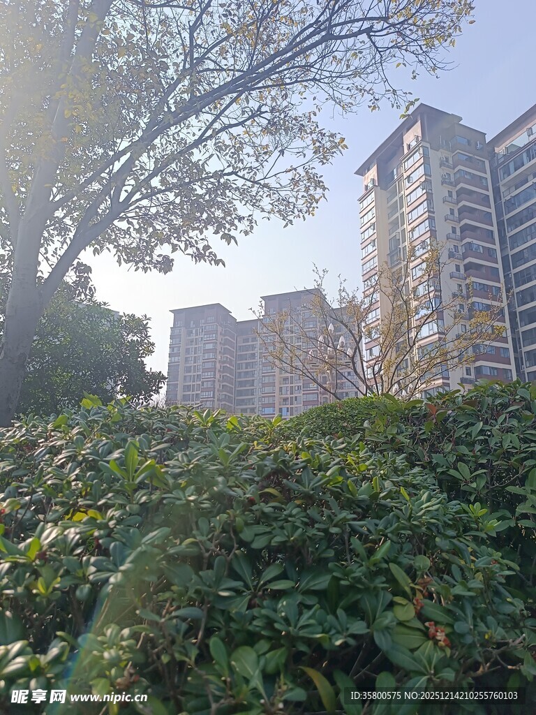 城市绿植旁的高楼景观