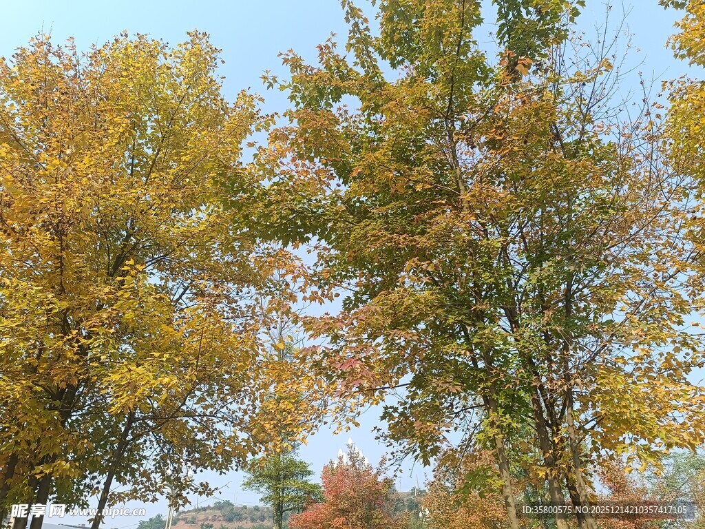 秋日斑斓树林景色
