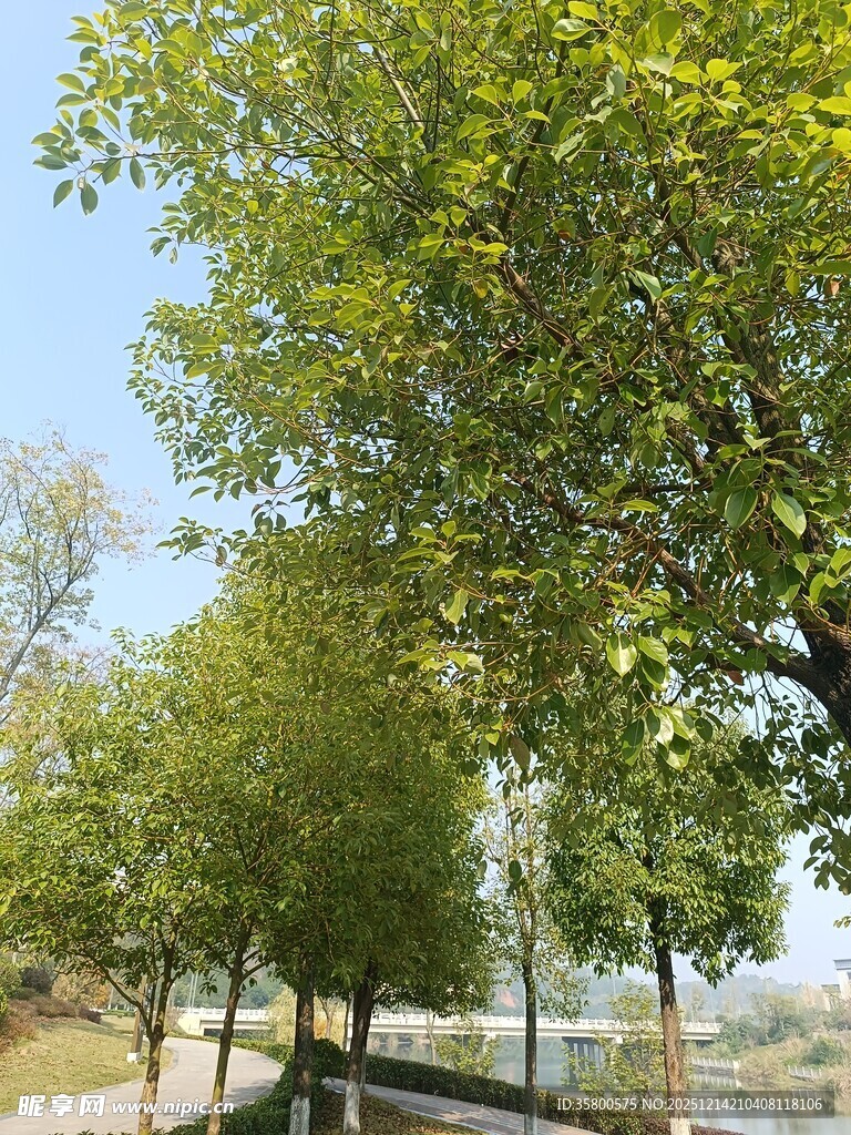 绿树成荫的户外景致