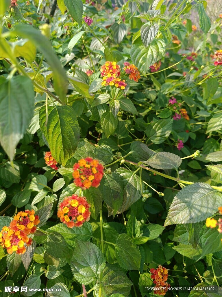 橙花绿叶的繁茂植物景观