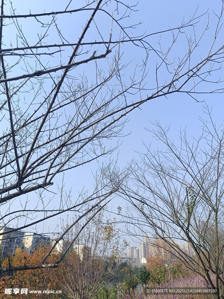 冬日枯树枝与远处景致