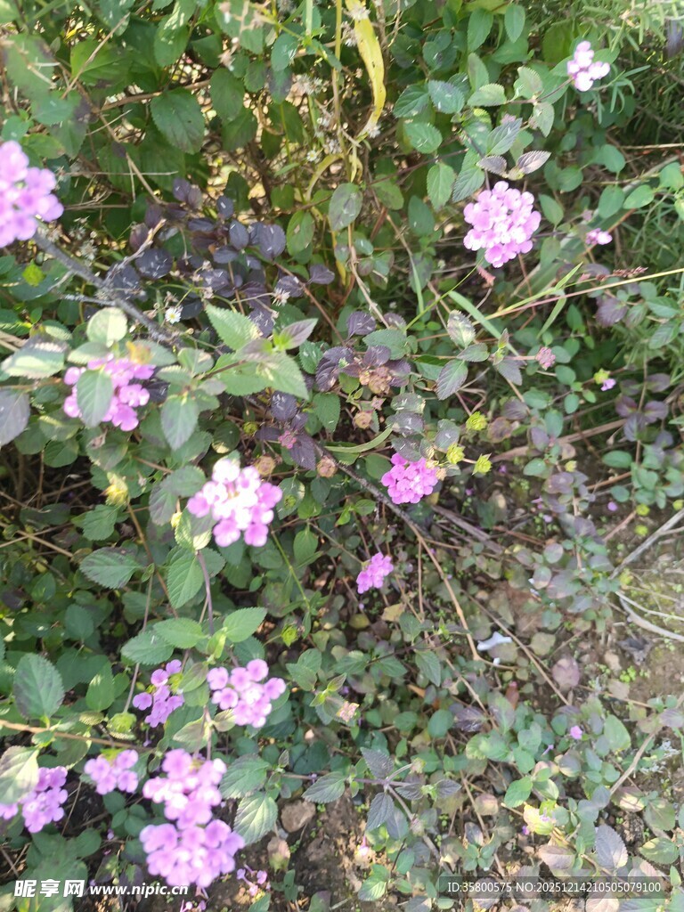 野外绽放的紫色小花