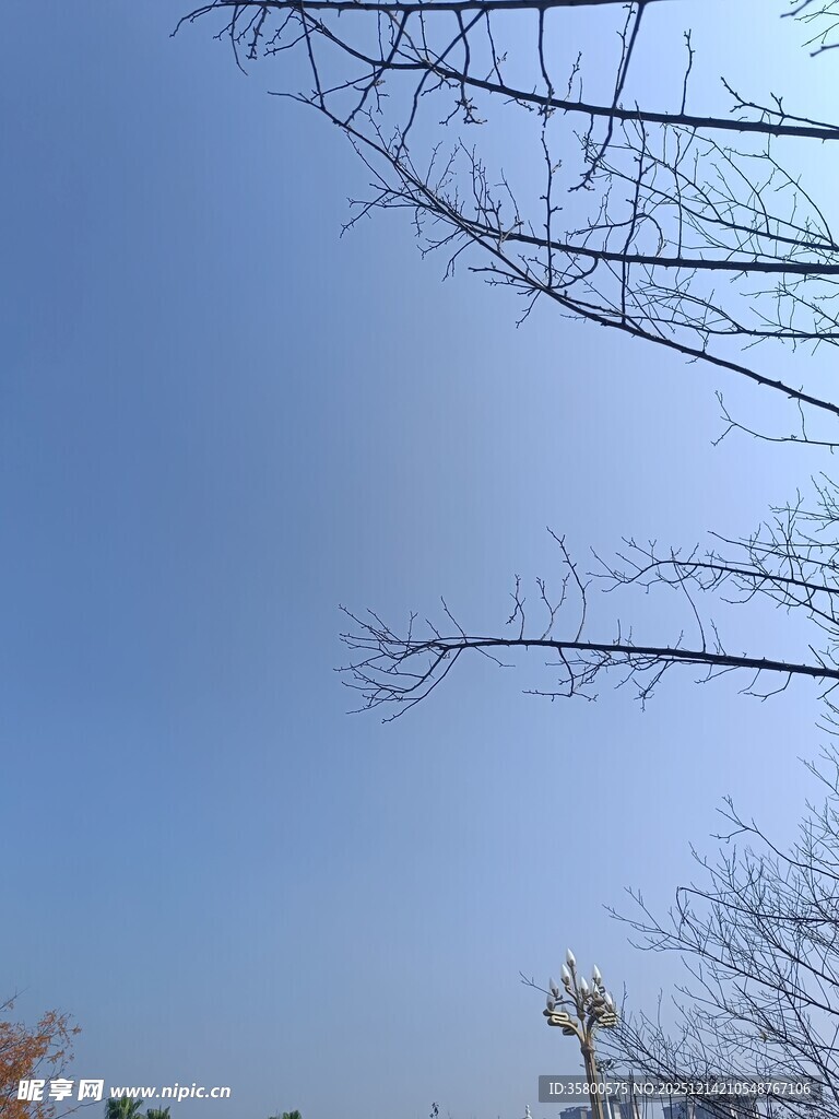 蓝天枯枝景象