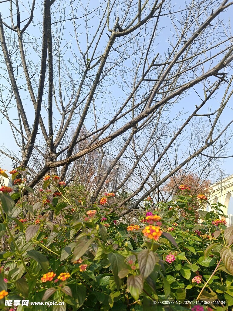 冬日枝头绽放的艳丽花朵