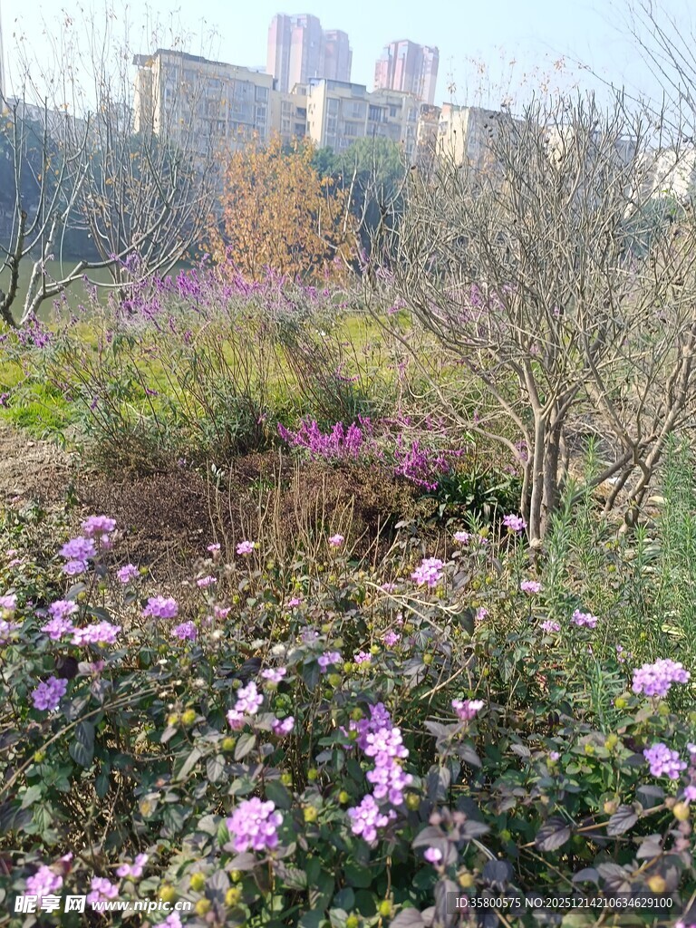 城市中绽放的多彩花卉景观