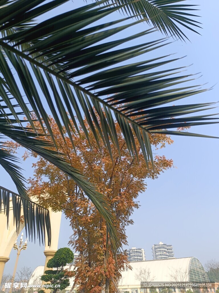 棕榈树与诱人的果实