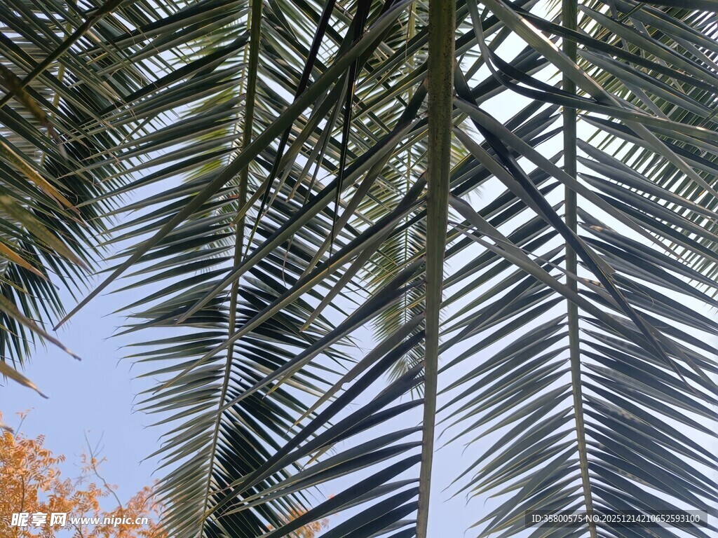 仰视下的棕榈树叶