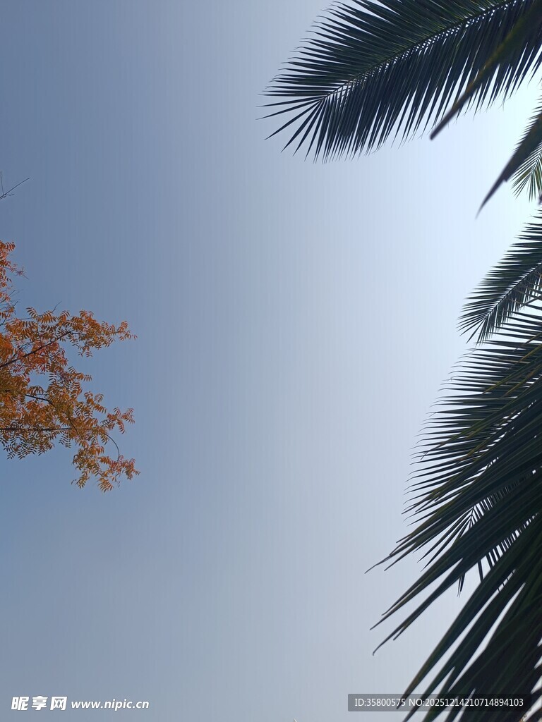 蓝天与枝叶的自然景致