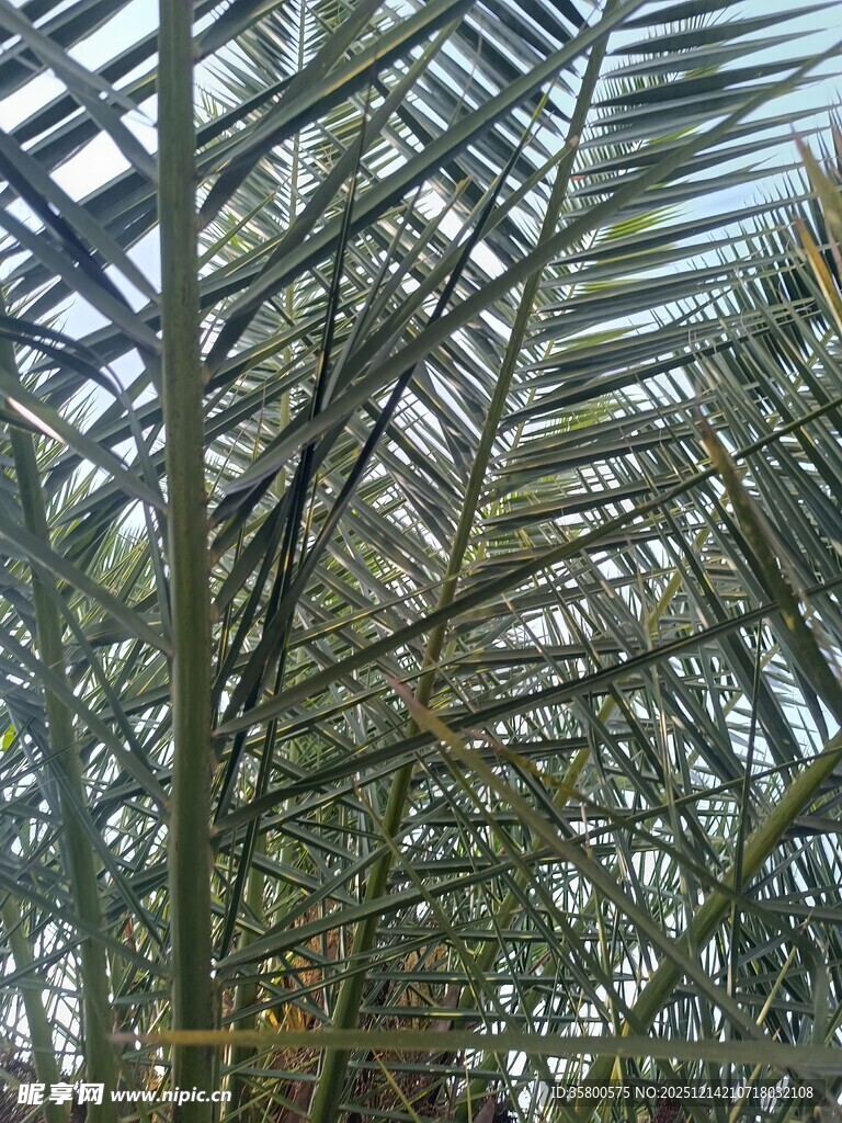 茂密棕榈树林景观