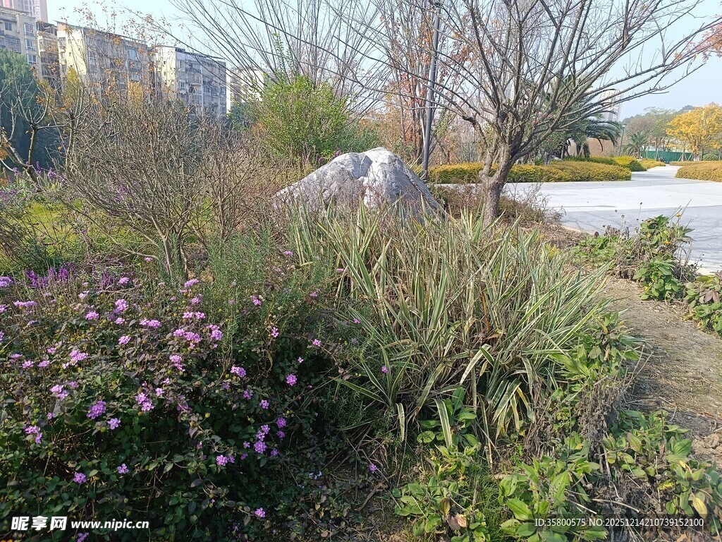 城市中的自然花草景观