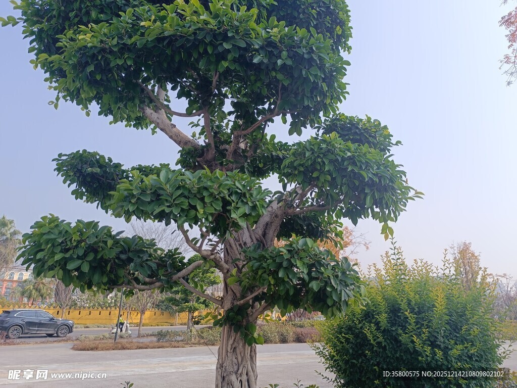 造型独特的景观树
