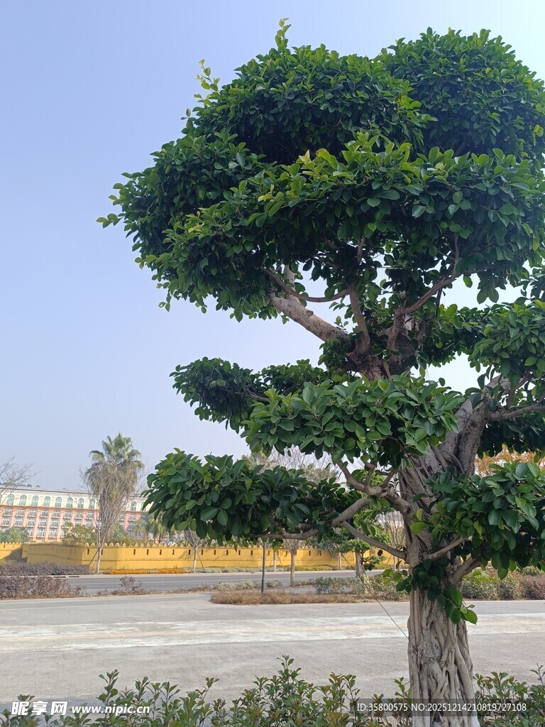 造型独特的景观树