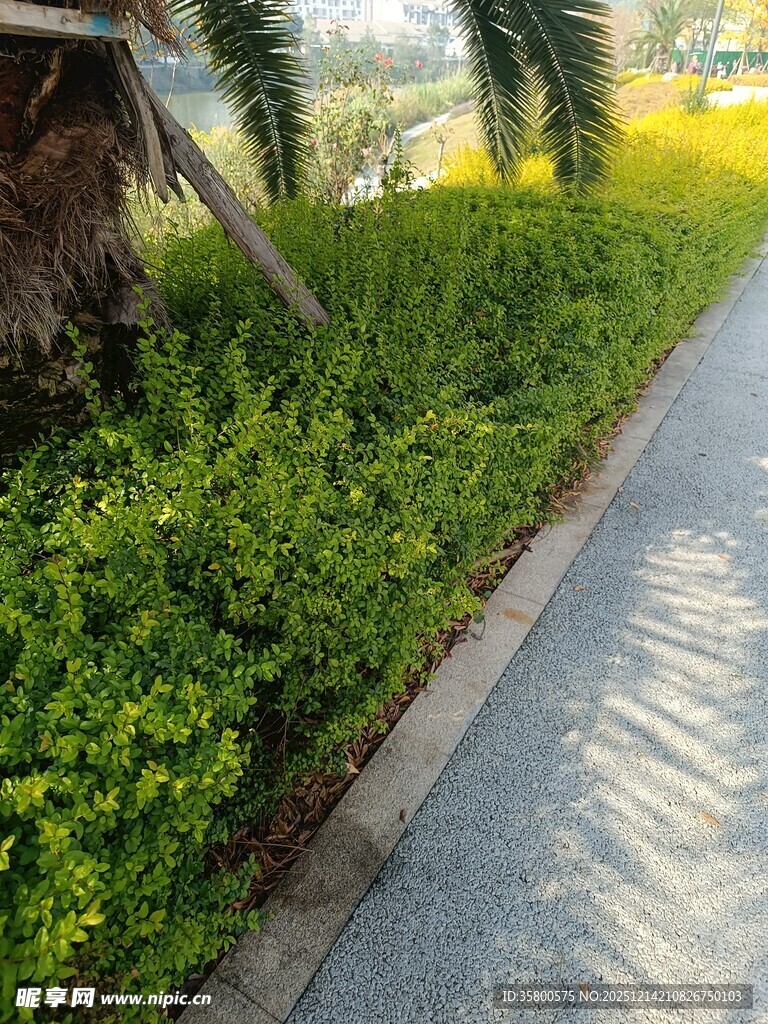 路边翠绿灌木丛景观
