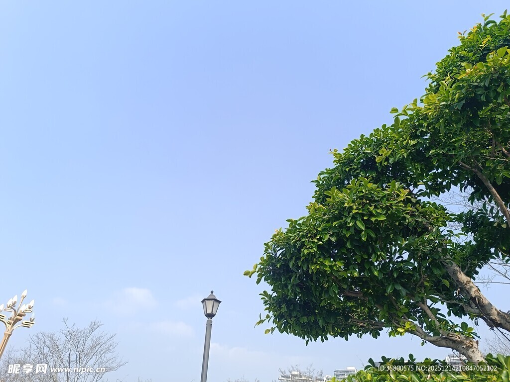 蓝天绿树景致清新