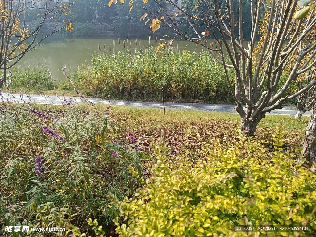 秋日郊野植物景观