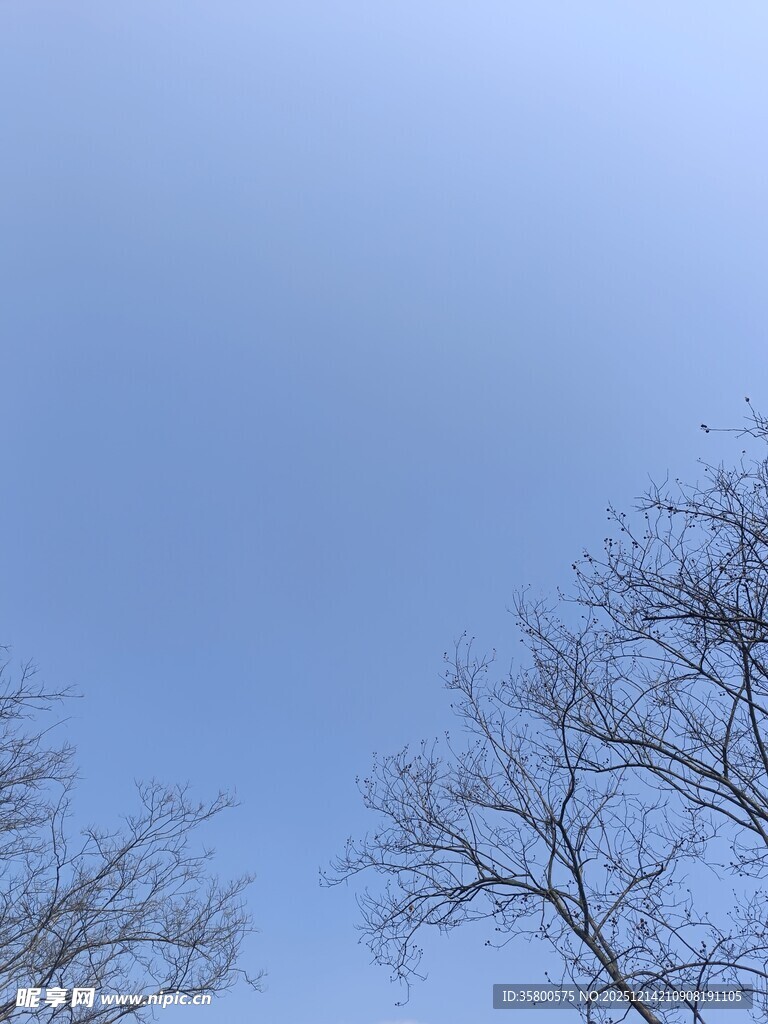 蓝天映衬下的光秃树枝