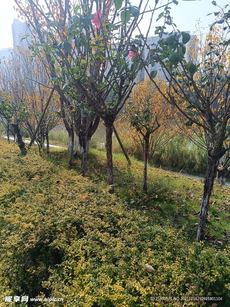 秋日园林中的树木与灌木