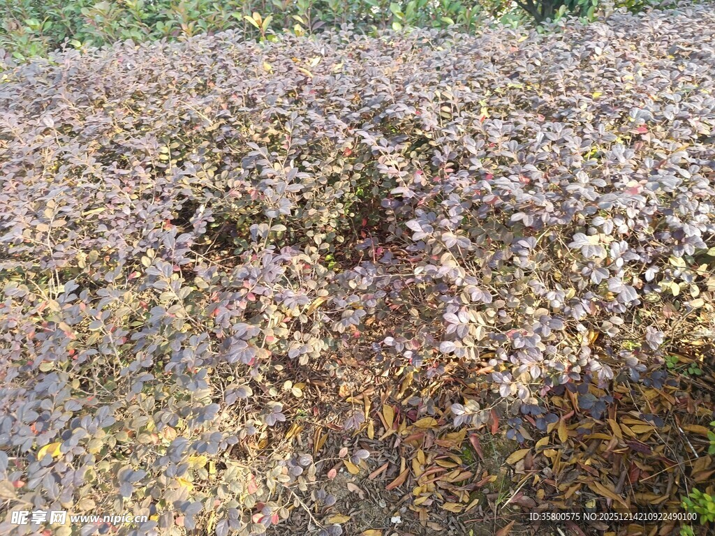 秋日繁茂植物景观