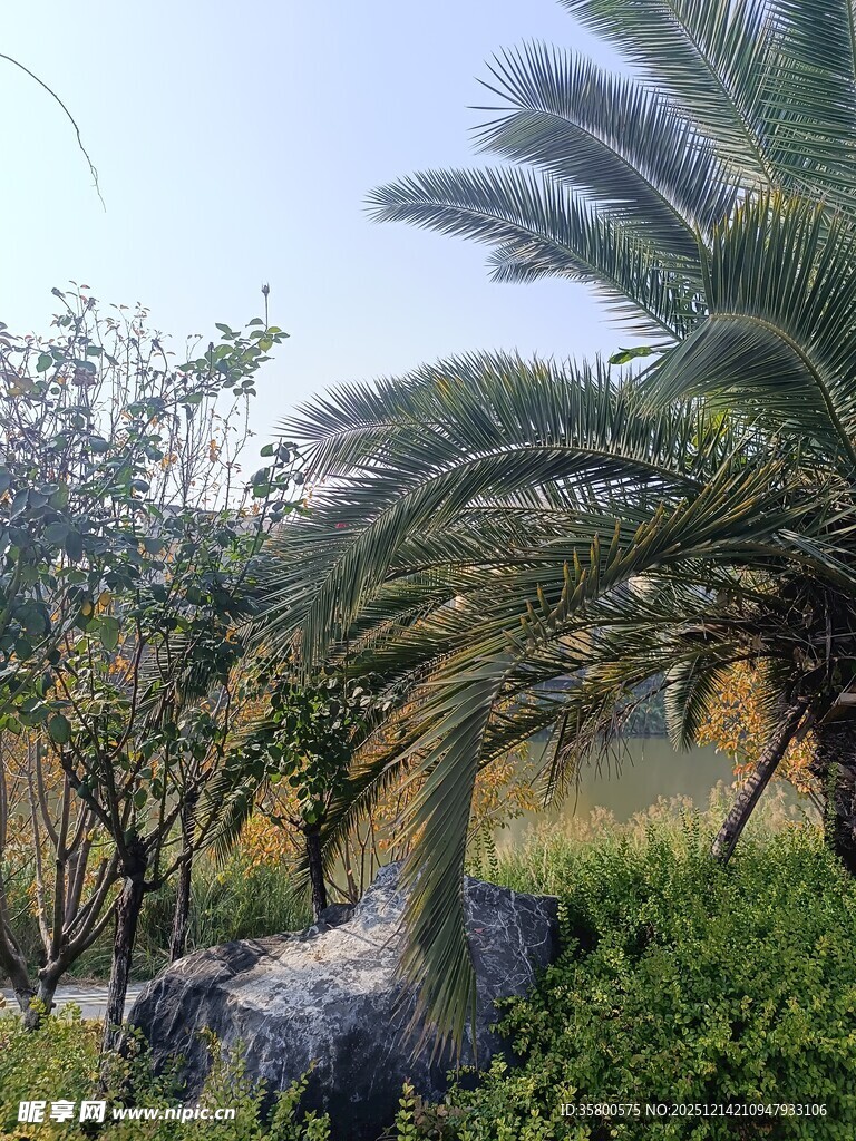 户外棕榈树与绿植景观