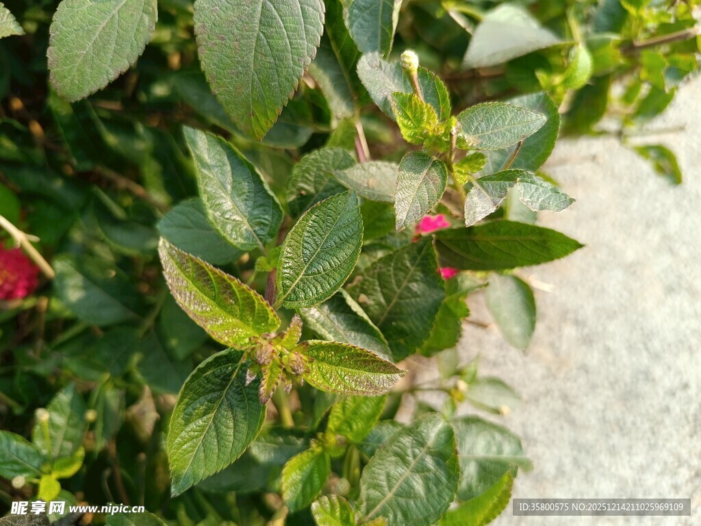 绿叶丛中一抹红