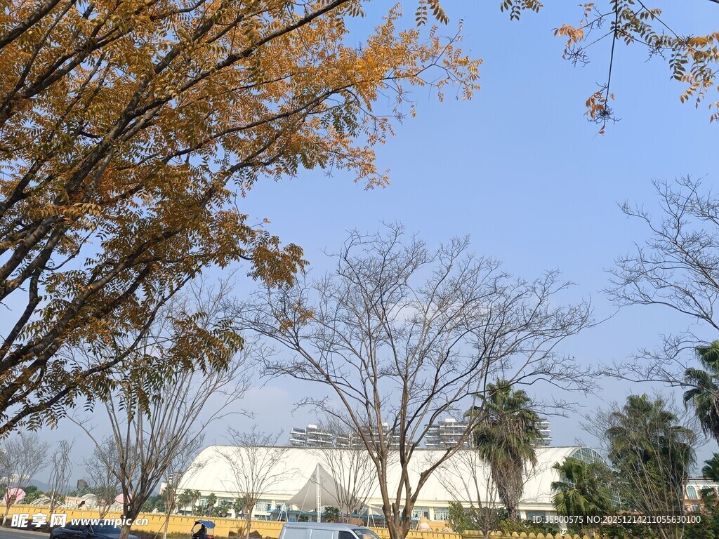 秋日户外树木与建筑景观