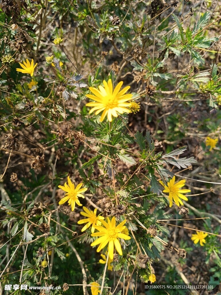 野外绽放的黄色小花