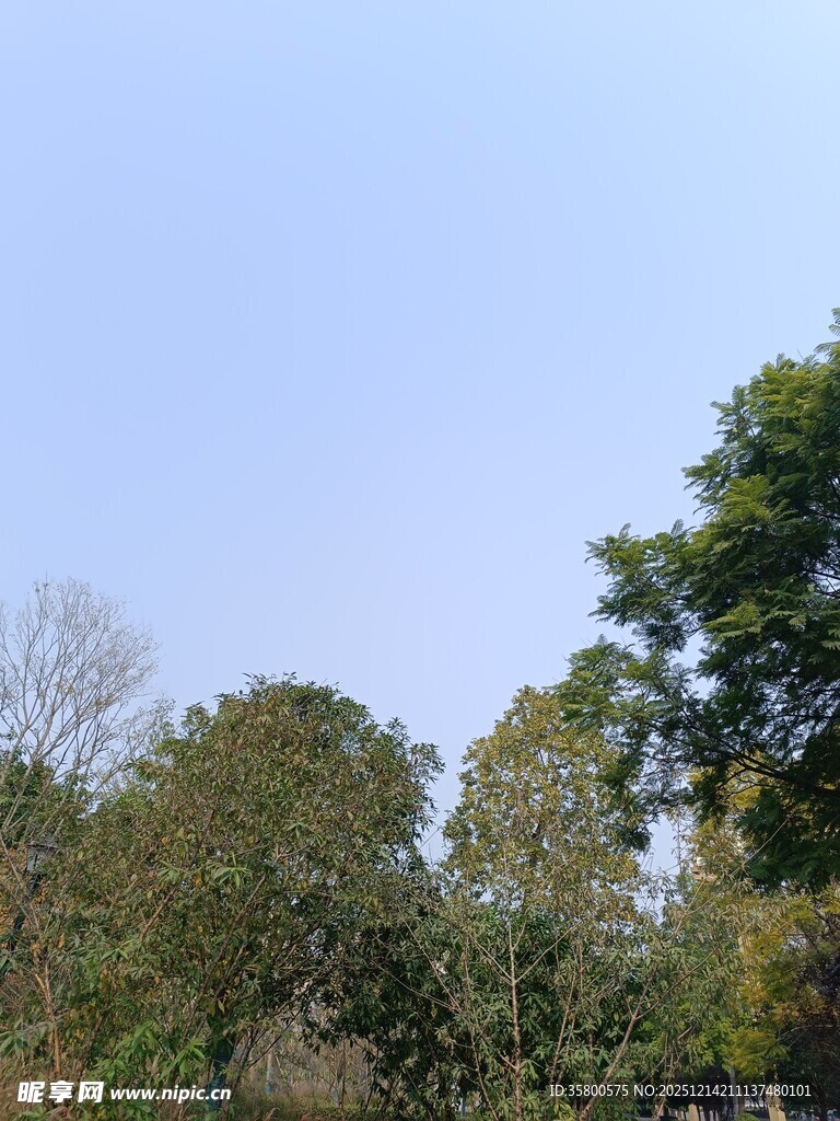 蓝天绿树自然风光