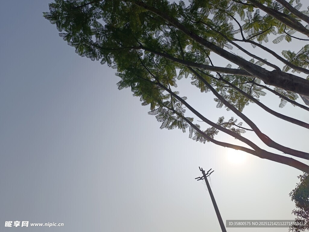 仰视阳光下的树木与路灯