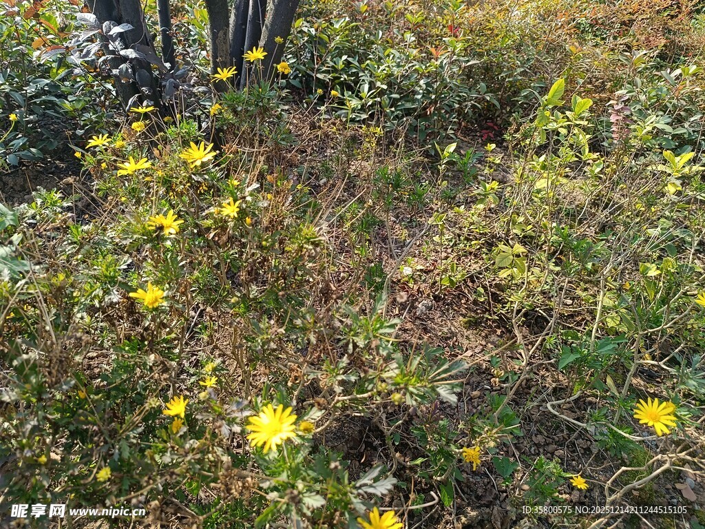 野外盛开的黄色小花