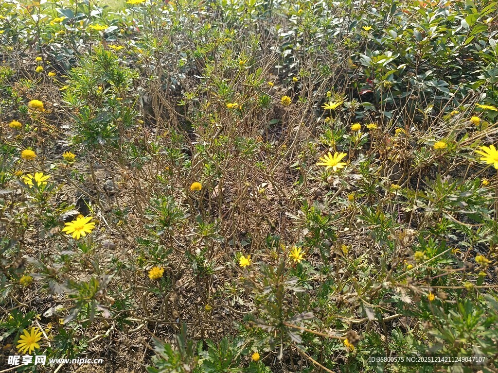 野外黄色野花杂草景观